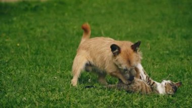 bir köpek ve kedi Savaşı