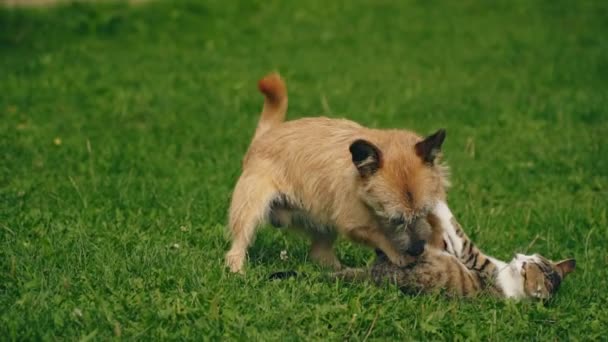 Pertempuran antara anjing dan kucing. — Stok Video