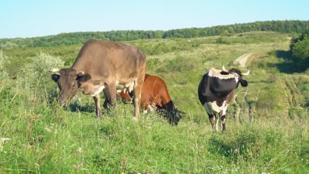 Vacas pastam no gramado — Vídeo de Stock