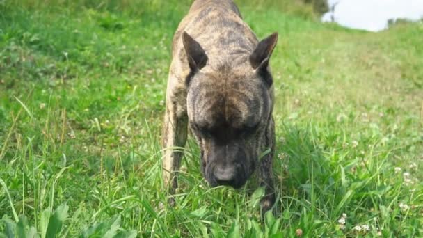 Perro de la forma del pit bull — Vídeo de stock