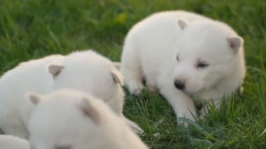 Beyaz husky yavruları