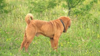 cins shar pei