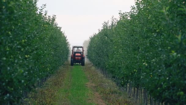 Apfelbaum mit Traktor besprüht — Stockvideo