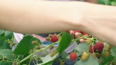 derleme ahududu portre