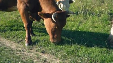 çimenlerin üzerine inek otlatmak