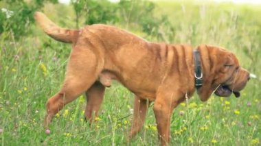 cins shar pei