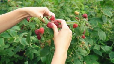 derleme ahududu portre