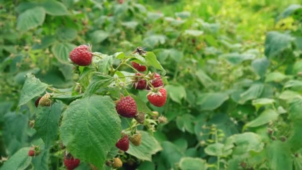 Frutos de frambuesas en los arbustos — Vídeos de Stock