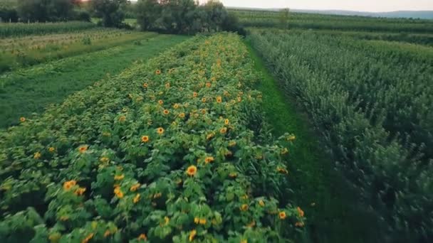 Bloemen van zonnebloem — Stockvideo