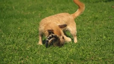bir köpek ve kedi Savaşı