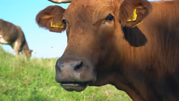 Οι αγελάδες βόσκουν στο γκαζόν — Αρχείο Βίντεο