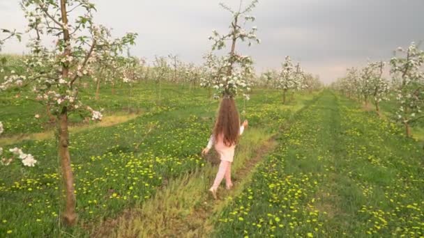 Маленькая девочка ходит по яблоневому саду — стоковое видео