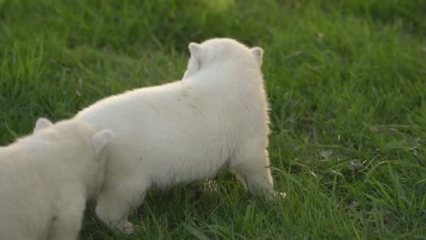 Witte husky pups — Stockvideo