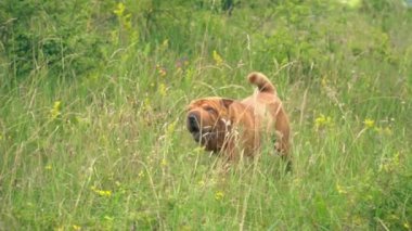cins shar pei