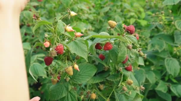 Assembly raspberries closeup — Stock Video