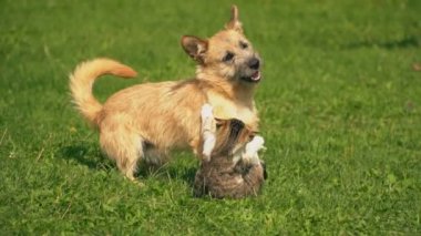 bir köpek ve kedi Savaşı