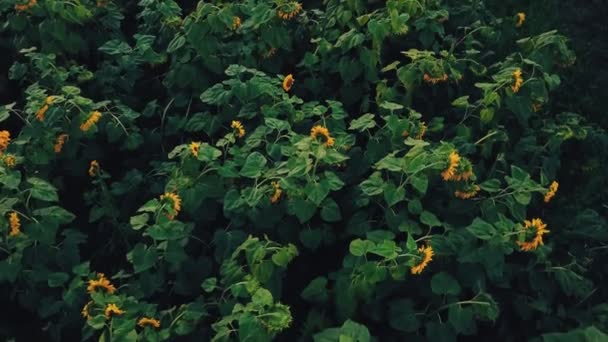 Flores de girasol — Vídeo de stock