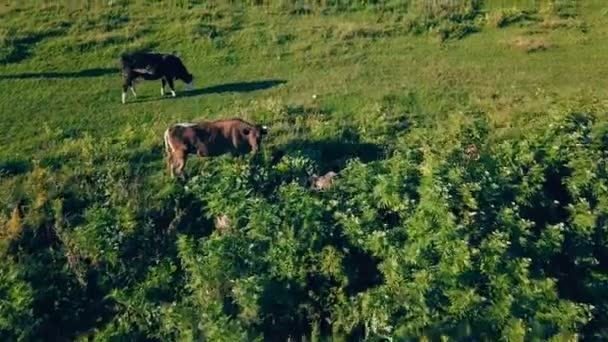 Vacas pastam no gramado — Vídeo de Stock