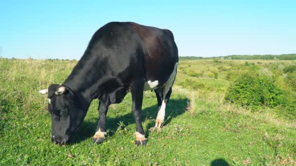 Cows graze on the lawn — Stock Video