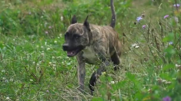 Pies o kształcie pit bull — Wideo stockowe