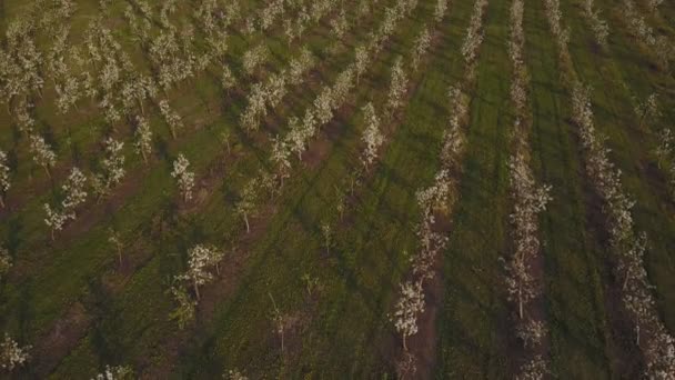 Ряди яблучного саду під час цвітіння — стокове відео