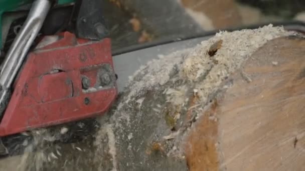 Chippings flying from chainsaws — Stock Video