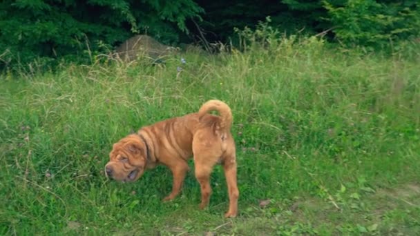 草地上的小狗 — 图库视频影像