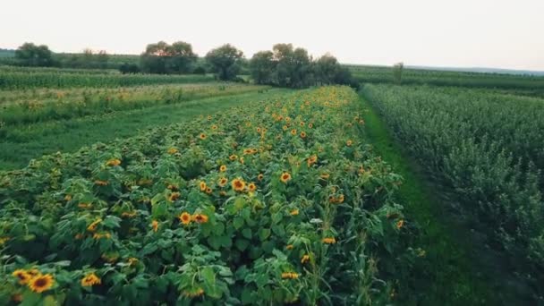Bloemen van zonnebloem — Stockvideo