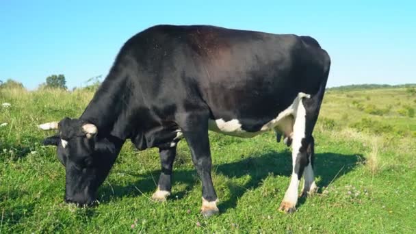 Коровы пасутся на лужайке — стоковое видео