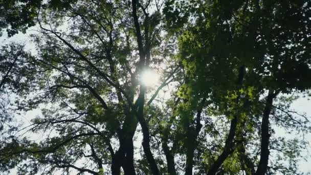 Glimp van de zon door het gebladerte van bomen — Stockvideo