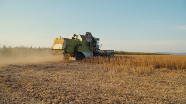 Oogsten van sojabonen door combineren — Stockvideo