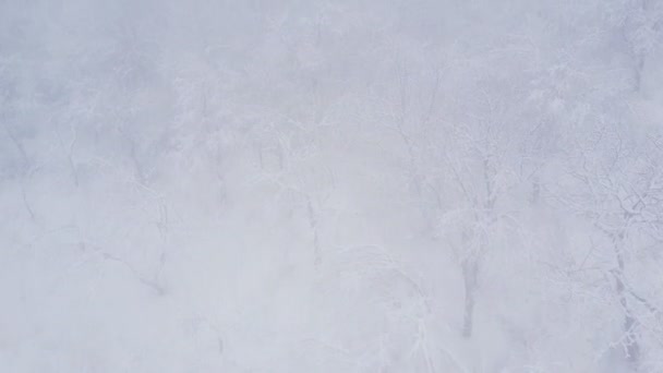 Bomen bedekt met sneeuw — Stockvideo