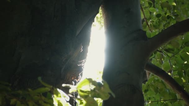 Vislumbres do sol através da folhagem das árvores — Vídeo de Stock