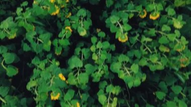 Ayçiçeği çiçekler