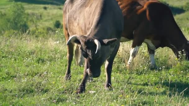 Οι αγελάδες βόσκουν στο γκαζόν — Αρχείο Βίντεο