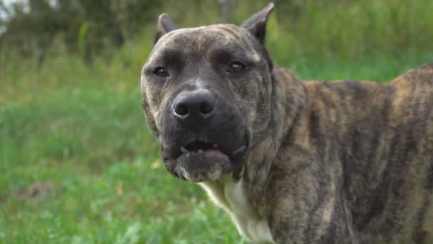 Hund der Pitbull-Form — Stockvideo