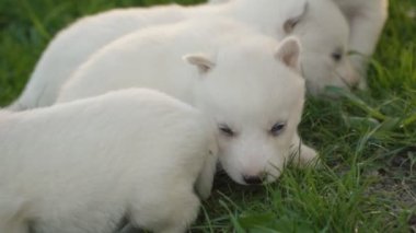 Beyaz husky yavruları