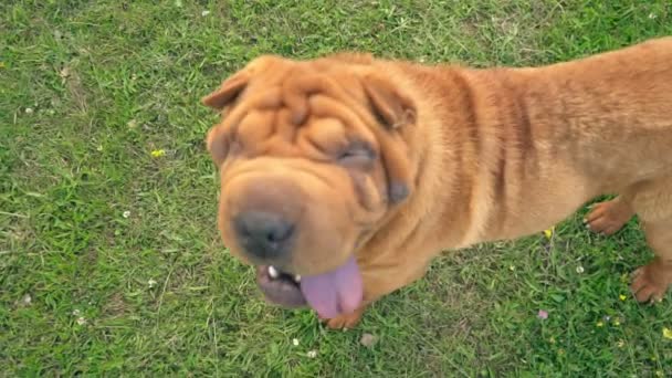 The breed of shar pei — Stock Video