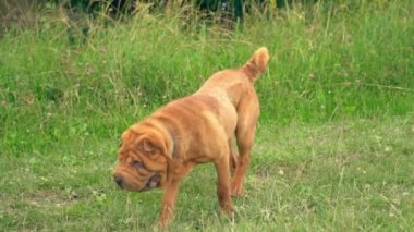 cins shar pei