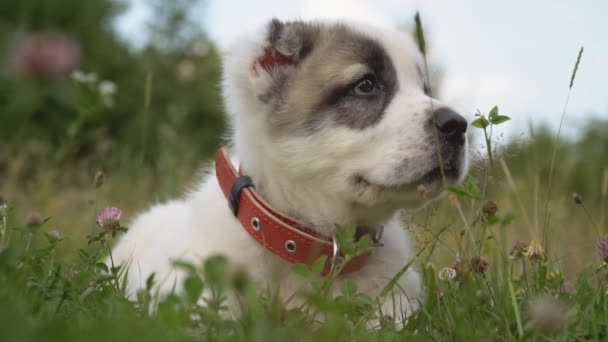 阿拉拜的小狗 — 图库视频影像