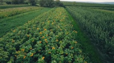 Ayçiçeği çiçekler