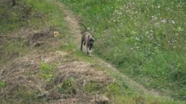 köpek Pitbull şeklinin