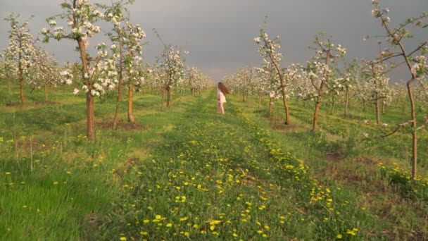 Niña pasea por el huerto de manzanas — Vídeo de stock