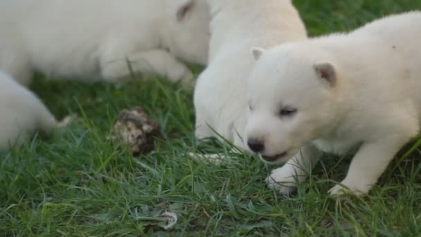 Witte husky pups — Stockvideo