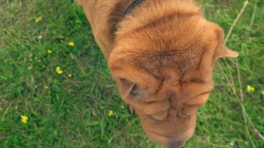 cins shar pei