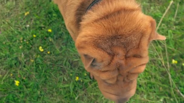 Die Rasse der Shar Pei — Stockvideo