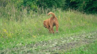cins shar pei
