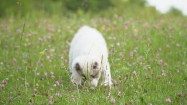 Alabai doğurmak köpek yavrusu