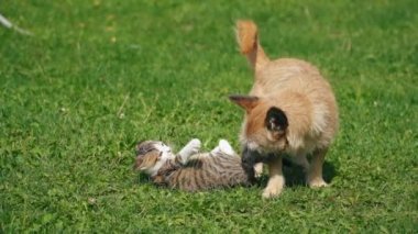 bir köpek ve kedi Savaşı