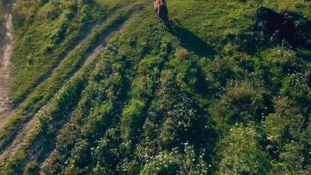 Vacas pastan en el césped — Vídeos de Stock